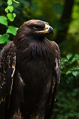포토 JPG 해외이미지 동물 야생동물 자연 조류 사람없음 갈색 어둠 큼 먹이 깃털 부리 독수리 육식동물 사냥꾼 스텝 해외202004 해외포토 직업 컬러 크기 생태계 파일형식 이미지허브