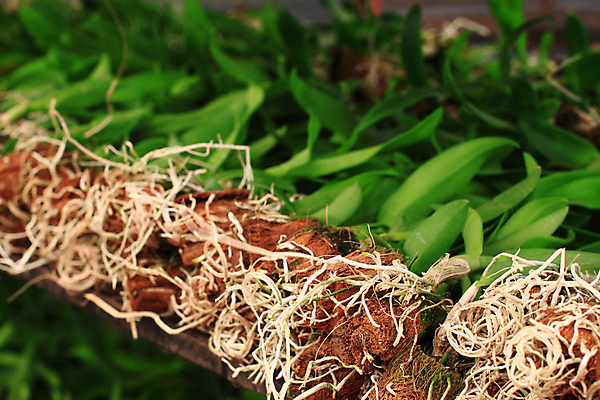 포토 JPG 해외이미지 식물 사람없음 초록색 농장 새싹 그룹 난초 준비 뿌리 모종 해외202004 해외포토 컬러 농업 파일형식 이미지허브