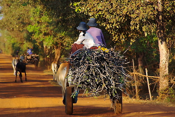 포토 JPG 해외이미지 아시아 교통시설 노동자 사람없음 농장 가축 카트 시골 업무 작업 소 농부 해외202004 해외포토 동물 직업 나라 교통 농업 포유류 시설 파일형식 이미지허브