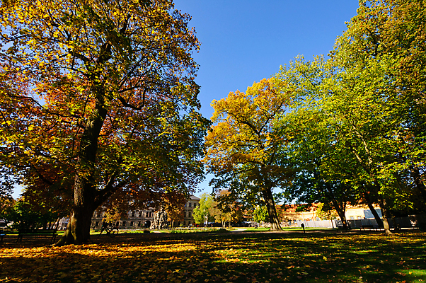포토 JPG 해외이미지 나무 구름 공원 유럽 잎 하늘 독일 풍경 사람없음 빨간색 초록색 노란색 정원 가을 대학교 바이에른 해외202004 해외포토 자연요소 식물 계절 공공시설 나라 컬러 학교 파일형식 이미지허브