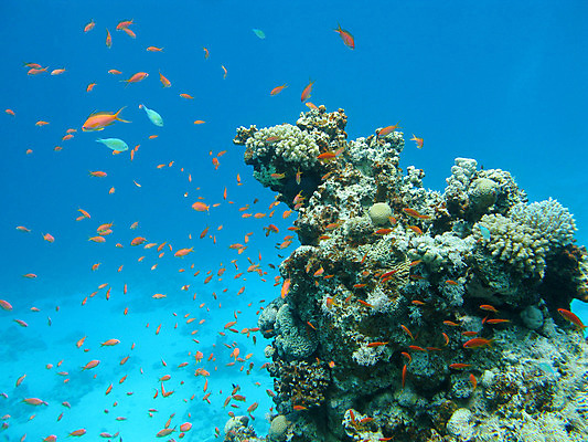 포토 JPG 해외이미지 동물 야생동물 바다 학교 아프리카 자연 이집트 어류 풍경 사람없음 물 파란색 컬러풀 햇빛 바닷속 수중 스노클링 호주 잠수부 생태계 다이빙 인도네시아 수족관 홍해 몰디브 카리브해 깊이 소금물 해외202004 해외포토 자연요소 교육 나라 아시아 컬러 태양 수영 수중동물 수상스포츠 오세아니아 전문직 수중스포츠 파일형식 이미지허브
