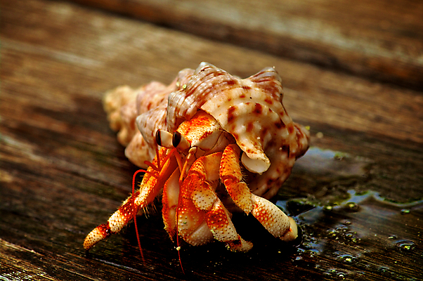 포토 JPG 해외이미지 동물 한마리 야생동물 모래 날씨 안테나 갑각류 사람없음 야외 목재 옆모습 가로 여름 반려동물 젖음 게 껍질 닫기 작음 흰배경 고립 주민 집게발 해외202004 해외포토 나무 1 계절 뷰포인트 백그라운드 재료 통신 모션 흰색 크기 파일형식 이미지허브