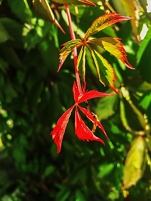 포토 JPG 해외이미지 식물 구름 계절 공원 백그라운드 잎 과일 자연 포도 추상 거리 풍경 사람없음 야외 장식 초록색 여름 빛 울타리 태양 환경 정원 맑음 봄 흰색 나뭇가지 신선 다발 묘사 유기농 질감 레이아웃 조경 포도밭 포도나무 내추럴 프랑스어 숙성 양조장 그리너리 해외202004 해외포토 자연요소 나무 문자 웰빙 공공시설 컬러 무늬 밭 날씨 담장 과일나무 생태계 파일형식 트랜드컬러 이미지허브