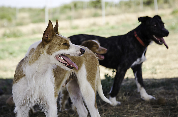 포토 JPG 해외이미지 동물 1 응시 도로 얼굴 백그라운드 포유류 자연 거리 사람 사람없음 야외 울타리 반려동물 갈색 검은색 슬픔 흰색 고속도로 개 강아지 고독 위험 버리기 배고픔 새장 토막 송곳니 노숙자 옛날 유래 입양 혼자 해외202004 해외포토 시선 감정 길 컬러 컨셉 교통시설 모션 신체부위 담장 치아 생태계 케이지 파일형식 이미지허브