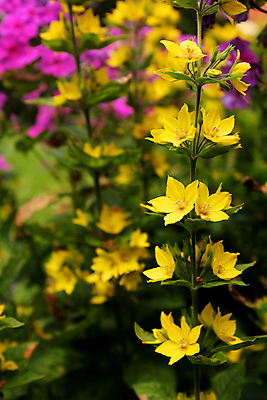 포토 JPG 해외이미지 식물 꽃 줄기 분홍색 자연 사람없음 컬러풀 노란색 정원 원예 보케 화단 해외202004 해외포토 컬러 취미 생태계 파일형식 이미지허브