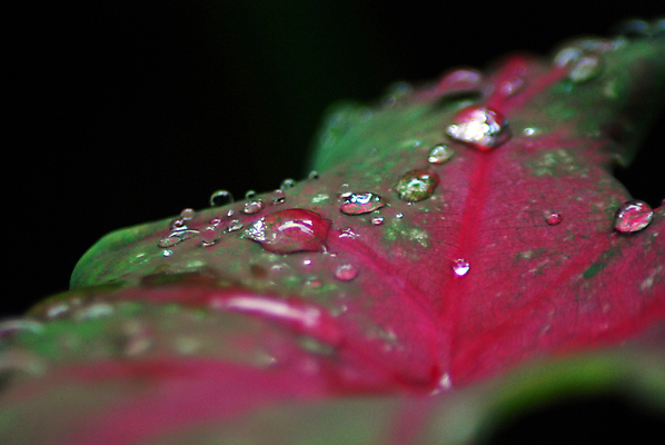 포토 JPG 해외이미지 나무 식물 디자인 백그라운드 잎 자연 아침 날씨 추상 건강 사람없음 야외 초록색 물 여름 빛 반사 평화 환경 정원 화목 봄 젖음 성장 물방울 신선 액체 떨어짐 이슬 작음 빗방울 순수 질감 내추럴 해외202004 해외포토 주간 자연요소 계절 컬러 컨셉 무늬 비_날씨 크기 생태계 파일형식 이미지허브