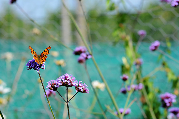 포토 JPG 해외이미지 식물 꽃 나비 곤충 자연 사람없음 정원 보라색 떨어짐 원예 동물상 수유 카피스페이스 해외202004 해외포토 동물 컬러 컨셉 취미 조형물 공백 생태계 파일형식 이미지허브