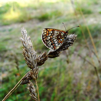 포토 JPG 해외이미지 동물 꽃 나비 곤충 밭 날개 오렌지 발 자연 날씨 휴식 건조 사람없음 빨간색 침묵 산책 시골 악단 투명 허브 꿀 시트 벨벳 해외202004 해외포토 식물 음악 컬러 컨셉 농업 과일 신체부위 소리 실크 생태계 파일형식 이미지허브