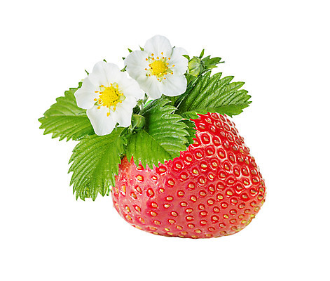 포토 JPG 해외이미지 식물 열매 꽃잎 꽃 음식 백그라운드 잎 농업 채소 과일 자연 딸기 건강 씨앗 사람없음 빨간색 초록색 여름 빛 정원 활발 흰색 나뭇가지 신선 그룹 달콤 먹기 싱글 상쾌 유기농 원예 날것 고립 숙성 해외202004 해외포토 나무 웰빙 계절 감정 산업 컬러 컨셉 모션 취미 맛 생태계 파일형식 이미지허브