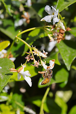 포토 JPG 해외이미지 꽃 유럽 분홍색 곤충 잎 날개 자연 하늘 사람없음 초록색 여름 파란색 컬러풀 정원 봄 벌레 작음 벌 꿀 찌르기 서쪽 해외202004 해외포토 식물 동물 계절 나라 컬러 모션 크기 방향 생태계 파일형식 이미지허브