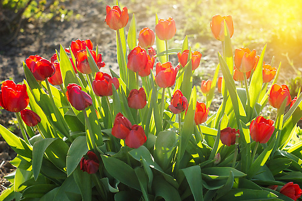 포토 JPG 해외이미지 식물 1 계절 공원 꽃잎 꽃 줄기 꽃다발 백그라운드 잎 꽃무늬 자연 추상 사람없음 초록색 파란색 컬러풀 햇빛 태양 정원 보라색 어둠 봄 벚꽃 신선 개화 닫기 다발 제비꽃 묘사 붓꽃 내추럴 해외202004 해외포토 자연요소 공공시설 컬러 무늬 모션 생태계 파일형식 이미지허브
