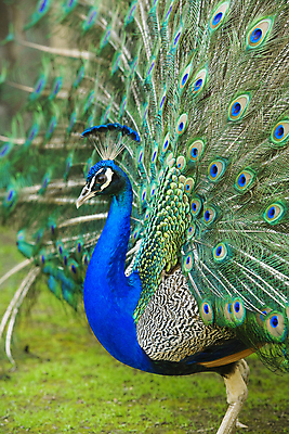 포토 JPG 해외이미지 동물 남자 패턴 자연 조류 사람없음 장식 초록색 파란색 빛 컬러풀 활발 펼침 우아함 공작 깃털 묘사 질감 부리 특별함 해외202004 해외포토 컬러 컨셉 무늬 모션 사람 생태계 파일형식 이미지허브