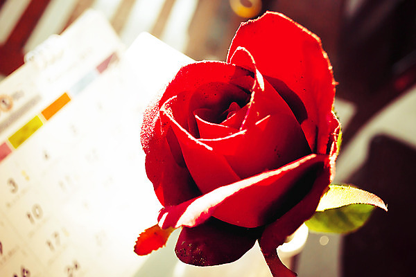 포토 JPG 해외이미지 디자인 꽃 행복 분홍색 백그라운드 꽃무늬 휴가 기념 발렌타인데이 사랑 이벤트 사람없음 장식 빨간색 장미 다이어리 수확 달력 하트 축하 신용카드 날짜 2월 해외202004 해외포토 모양 식물 감정 컬러 컨셉 무늬 농업 데이이벤트 금융 사무용품 파일형식 이미지허브