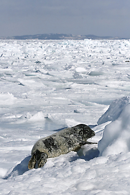 포토 JPG 해외이미지 동물 야생동물 포유류 사람없음 얼음 추위 물개 남극 북극 해외202004 해외포토 자연요소 바다동물 극지방 파일형식 이미지허브