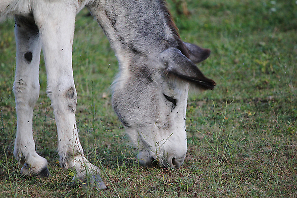 포토 JPG 해외이미지 스튜디오촬영 동물 척추동물 1 포유류 생물 미소 사람없음 농장 갈색 가축 외침 흰색 표현 입 소 치아 입술 당나귀 고립 초식 해외202004 해외포토 컬러 농업 실내 표정 신체부위 소리 말_동물 소화기관 파일형식 이미지허브