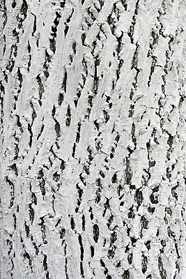 포토 JPG 해외이미지 나무 선 농업 흑백 사람없음 빛 햇빛 반사 검은색 어둠 덮개 흰색 신선 구멍 보호 질감 호두 라임 나무껍질 층 옛날 해외202004 해외포토 식물 산업 컬러 컨셉 과일 촬영기법 태양 견과류 뚜껑 껍질 파일형식 이미지허브