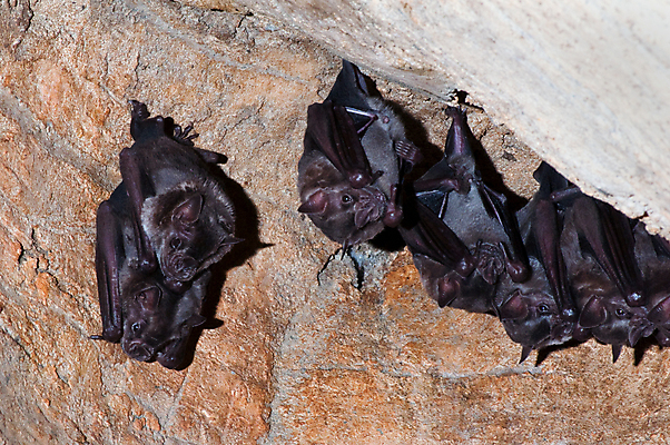 포토 JPG 해외이미지 동물 포유류 조류 사람없음 동굴 박쥐 해외202004 해외포토 파일형식 이미지허브