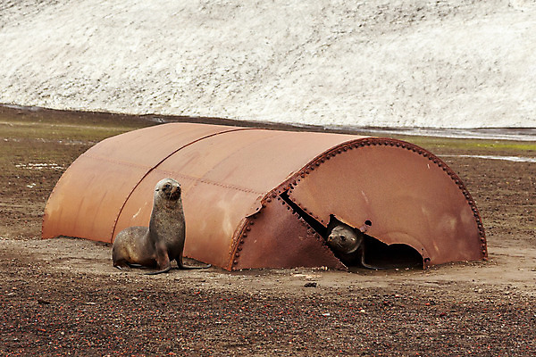 포토 JPG 해외이미지 동물 공원 야생동물 새끼 바다 2 겨울 포유류 자연 털 종류 사람없음 야외 반려동물 환경 회색 추위 아기 황무지 강아지 쓰레기 폐기물 사자 물개 남극 북극 탱크 암초 멸종 남쪽 파멸 해외202004 해외포토 계절 공공시설 컬러 컨셉 사람 바다동물 개 극지방 방향 생태계 파일형식 소멸 이미지허브