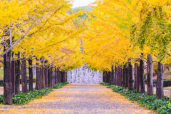 포토 JPG 해외이미지 나무 식물 계절 공원 아시아 도로 길 스포츠 여행 백그라운드 잎 자연 거리 사람 풍경 사람없음 야외 컬러풀 노란색 환경 정원 일본 가을 도시 황금 도쿄 숲 대학교 내추럴 해외202004 해외포토 공공시설 나라 컬러 학교 교통시설 생태계 파일형식 이미지허브