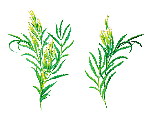 JPG 해외이미지 꽃 일러스트 사람없음 해외202004 매리골드 해외일러스트 식물 파일형식 이미지허브