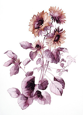 JPG 해외이미지 식물 꽃 꽃다발 일러스트 붓터치 수채화 사람없음 그림 번짐 해외202004 해외일러스트 파일형식 효과 이미지허브