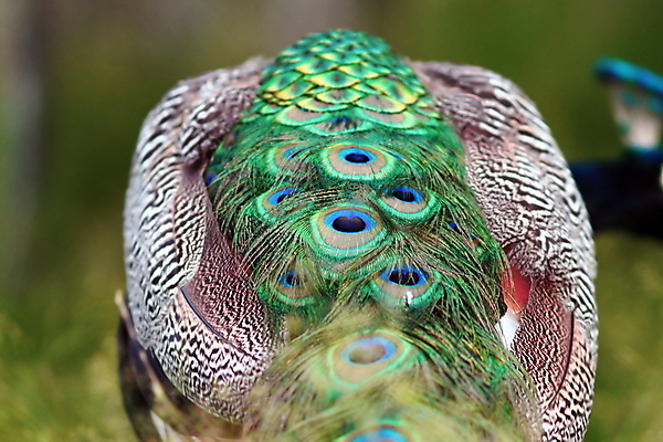 포토 JPG 해외이미지 동물 디자인 남자 야생동물 백그라운드 패턴 자연 조류 추상 사람없음 뒷모습 장식 초록색 파란색 컬러풀 활발 칵테일 변화 우아함 닫기 공작 큼 깃털 묘사 질감 꼬리 내추럴 해외202004 해외포토 뷰포인트 컬러 컨셉 무늬 모션 주류 사람 크기 생태계 파일형식 이미지허브