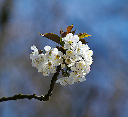 포토 JPG 해외이미지 나무 계절 꽃잎 꽃 잎 자연 하늘 사람없음 봄 성장 벚꽃 해외202004 해외포토 식물 생태계 파일형식 이미지허브