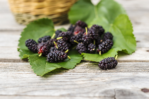 포토 JPG 해외이미지 나무 열매 음식 잎 다이어트 과일 자연 건강 사람없음 빛 봄 신선 그룹 달콤 유기농 플라타너스 해외202004 해외포토 식물 웰빙 계절 맛 생태계 파일형식 이미지허브