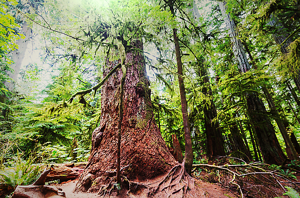 포토 JPG 해외이미지 나무 식물 공원 섬 잎 캐나다 자연 영국 이끼 풍경 사람없음 야외 초록색 여름 평화 환경 산책로 하이킹 성장 행운 황무지 가장자리 떨어짐 보호 콜롬비아 숲 열대우림 통나무 태평양 격려 침엽수 내추럴 벤쿠버 삼나무 전국 가문비나무 해외202004 해외포토 계절 공공시설 감정 유럽 길 바다 컬러 컨셉 북아메리카 모션 레저 남아메리카 둘레 생태계 파일형식 이미지허브