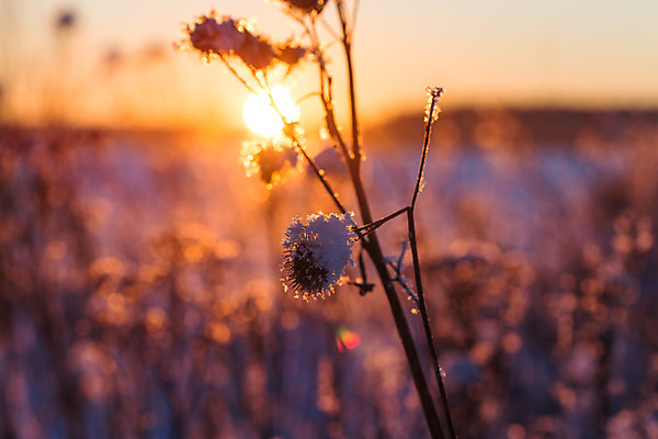 포토 JPG 해외이미지 식물 구름 분홍색 겨울 밭 자연 하늘 건조 풍경 사람없음 빨간색 파란색 일출 얼음 일몰 새벽 추위 덮개 저녁 서리 엉겅퀴 1월 해외202004 해외포토 자연요소 계절 꽃 컬러 농업 노을 뚜껑 날짜 야간 생태계 파일형식 이미지허브