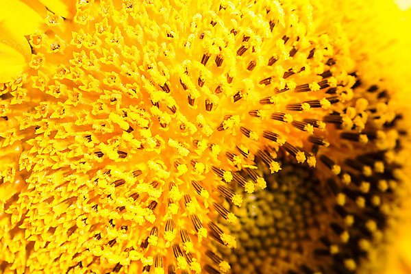 포토 JPG 해외이미지 식물 꽃잎 꽃 줄기 꽃다발 백그라운드 꽃무늬 패턴 오렌지 자연 추상 따뜻함 사람없음 빨간색 노란색 정원 봄 벚꽃 신선 개화 폭발 부드러움 온실 후보 해외202004 해외포토 계절 컬러 무늬 과일 감각 생태계 파일형식 이미지허브