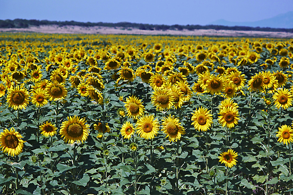 포토 JPG 해외이미지 식물 구름 꽃잎 꽃 행복 잎 꽃무늬 밭 오렌지 자연 하늘 해바라기 씨앗 사람없음 초록색 여름 빛 농작물 컬러풀 태양 노란색 정원 맑음 봄 이탈리아 광선 원형 닫기 꽃가루 내추럴 밭일 토스카나 해외202004 해외포토 자연요소 도형 계절 감정 유럽 컬러 무늬 농업 과일 모션 날씨 가루 생태계 파일형식 이미지허브