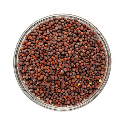 포토 JPG 해외이미지 사람없음 흰색 낟알 향신료 겨자씨 해외202004 해외포토 컬러 씨앗 향미료 파일형식 이미지허브