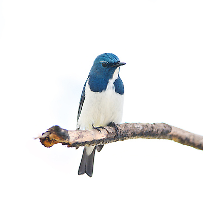 포토 JPG 해외이미지 동물 남자 아시아 야생동물 자연 조류 동양인 사람없음 야외 파란색 컬러풀 흰색 황무지 숲 내추럴 동물상 이국적 해외202004 해외포토 나라 컬러 사람 인종 조형물 생태계 파일형식 이미지허브