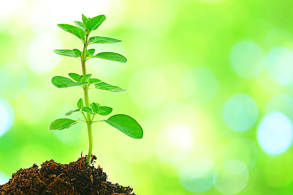 포토 JPG 해외이미지 나무 식물 백그라운드 단풍 잎 자연 아침 추상 건강 사람없음 야외 초록색 여름 파란색 빛 햇빛 환경 정원 맑음 화목 봄 성장 흰색 신선 닫기 숲 이슬 순수 유기농 아이비 내추럴 떠남 생태학 해외202004 해외포토 주간 웰빙 계절 교육 컬러 컨셉 무늬 모션 날씨 태양 생태계 파일형식 이미지허브