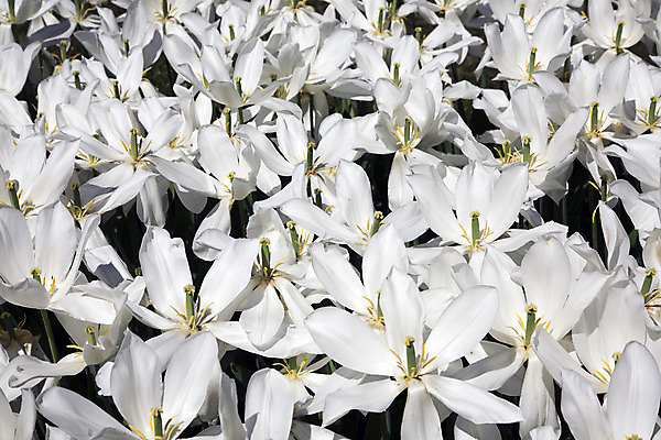 포토 JPG 해외이미지 식물 공원 꽃잎 꽃 사람없음 정원 튤립 흰색 해외202004 해외포토 공공시설 컬러 파일형식 이미지허브