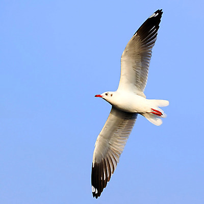 포토 JPG 해외이미지 동물 야생동물 바다 포즈 백그라운드 날개 태국 자연 갈매기 조류 하늘 해변 사람없음 야외 햇빛 희망 자유 비행 깃털 물새 해외202004 해외포토 감정 아시아 컨셉 태양 생태계 파일형식 이미지허브