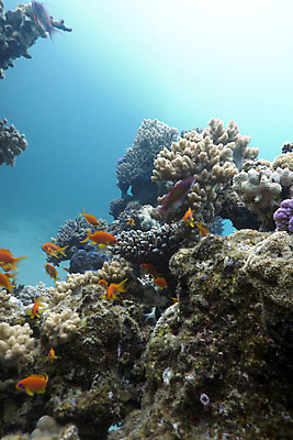 포토 JPG 해외이미지 동물 야생동물 스포츠 바다 아프리카 자연 이집트 어류 풍경 사람없음 물 여름 파란색 컬러풀 햇빛 바닷속 수중 거품 스노클링 잠수부 생태계 다이빙 수족관 홍해 깊이 소금물 해외202004 해외포토 자연요소 계절 나라 컬러 태양 수영 수중동물 수상스포츠 전문직 수중스포츠 파일형식 이미지허브