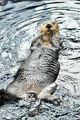 포토 JPG 해외이미지 동물 디자인 옷 공원 문화 호수 파도 포유류 자연 노동자 털 사람없음 물 강 반사 갈색 환경 수영 젖음 코트 연못 엔지니어 원주민 보호 설치류 숲 작음 댐 피부 바쁨 귀 방수 비버 전국 효율 해외202004 해외포토 자연요소 직업 공공시설 바다 컬러 컨셉 신체부위 외투 수상스포츠 기술자 아프리카인 크기 생태계 파일형식 이미지허브