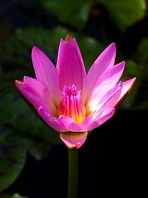 포토 JPG 해외이미지 식물 전통 디자인 공원 꽃잎 꽃 아시아 호수 분홍색 백그라운드 컨셉 잎 꽃무늬 불교 자연 벽지 휴식 연꽃 동양인 풍경 사람없음 초록색 물 여름 환경 정원 벚꽃 연못 신선 개화 닫기 맛 당구 심볼 순수 아로마 내추럴 스타일 정확 해외202004 해외포토 자연요소 계절 공공시설 나라 종교 컬러 무늬 모션 인종 구기 생태계 파일형식 이미지허브