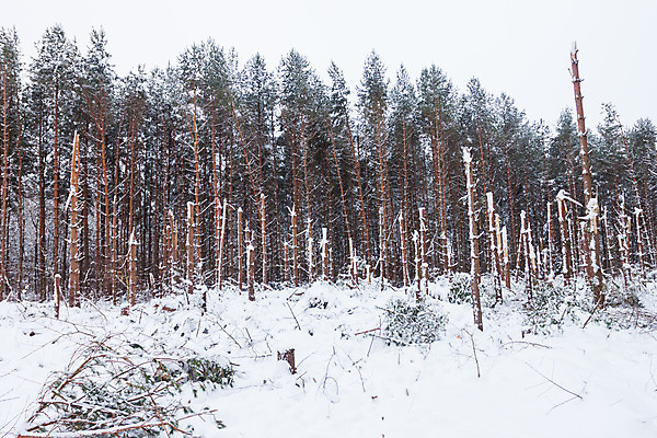 포토 JPG 해외이미지 나무 겨울 바람 날씨 휴식 건조 이끼 풍경 사람없음 목재 얼음 침묵 추위 가을 흰색 소나무 숲 뿌리 폭풍 생태학 허리케인 해외202004 해외포토 자연요소 식물 계절 교육 컬러 컨셉 재료 소리 자연재해 파일형식 이미지허브
