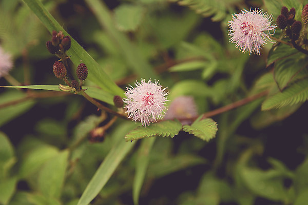포토 JPG 해외이미지 식물 디자인 꽃 백그라운드 꽃무늬 패턴 밭 자연 하늘 풍경 잔디 사람없음 야외 초록색 여름 파란색 노란색 3D 환경 정원 맑음 봄 흰색 시골 신선 개화 닫기 정상 질감 데이지 내추럴 캐모마일 필터 많음 해외202004 해외포토 계절 컬러 컨셉 무늬 농업 모션 날씨 허브 디지털합성 생태계 파일형식 이미지허브