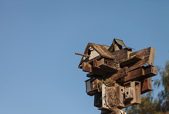 포토 JPG 해외이미지 조류 하늘 주택 안전 앉기 사람없음 파란색 정원 참새 새장 제비 해외202004 해외포토 동물 컬러 모션 건물 케이지 파일형식 이미지허브