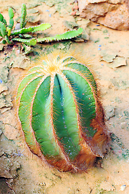 포토 JPG 해외이미지 나무 식물 꽃 아시아 문화 모래 백그라운드 잎 패턴 밭 자연 멕시코 선인장 건조 사람없음 장식 초록색 환경 미국 활발 사막 성장 흰색 나뭇가지 신선 행운 닫기 작음 큼 원예 먼지 동쪽 남쪽 고립 생태학 서쪽 이국적 해외202004 해외포토 교육 나라 컬러 컨셉 북아메리카 무늬 농업 모션 취미 크기 방향 생태계 파일형식 이미지허브