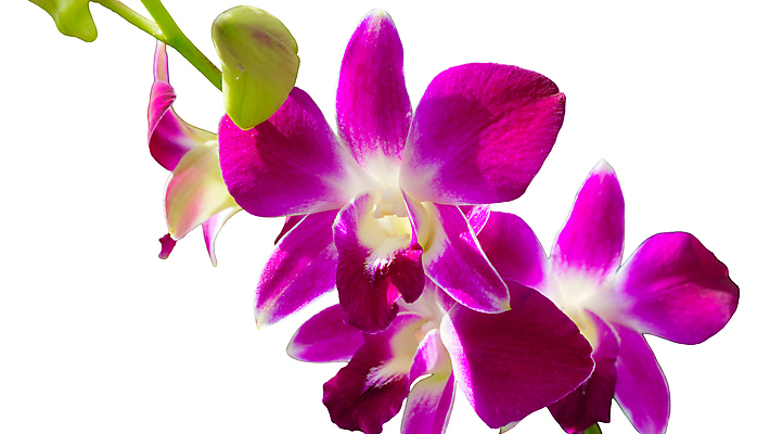 포토 JPG 해외이미지 식물 디자인 꽃잎 꽃 줄기 분홍색 결혼 백그라운드 잎 자연 프레임 사람없음 가로 빨간색 초록색 여름 노란색 스파 활발 벚꽃 흰색 나뭇가지 신선 화려 난초 우아함 오브젝트 싱글 나방 고립 전경 해외202004 해외포토 나무 계절 컬러 곤충 컨셉 풍경 이벤트 생태계 파일형식 탑뷰 이미지허브