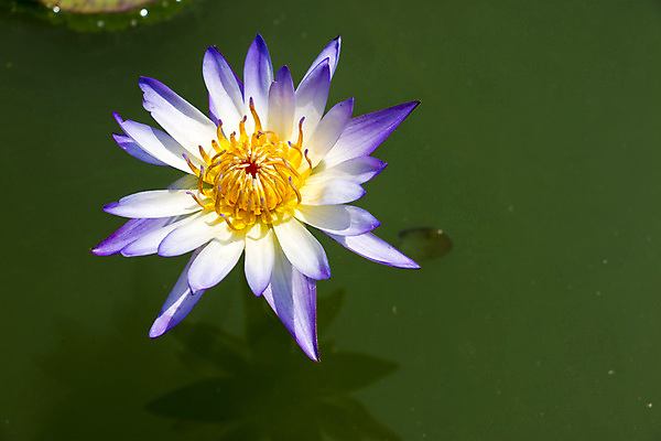 포토 JPG 해외이미지 식물 꽃잎 꽃 호수 분홍색 자연 사람없음 야외 장식 가로 빨간색 초록색 물 파란색 컬러풀 약 반사 건강관리 정원 벚꽃 흰색 물방울 연못 수면 약초 자주색 식물원 화단 카피스페이스 해외202004 해외포토 자연요소 컬러 의학 건강 관리 공백 풀_식물 생태계 파일형식 이미지허브