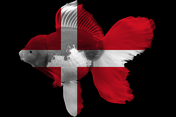 포토 JPG 해외이미지 동물 유럽 백그라운드 오렌지 자연 덴마크 어류 미술 사람없음 빨간색 물 반려동물 검은색 수중 수영 흰색 깃발 소 황금 어항 꼬리 금붕어 지느러미 수족관 젤리 산소 고립 해외202004 해외포토 자연요소 나라 컬러 과일 포유류 문화예술 디저트 북유럽 수중동물 수상스포츠 원소 생태계 파일형식 이미지허브