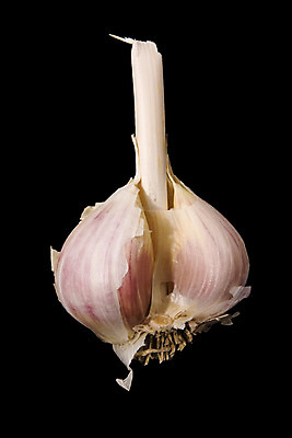 포토 JPG 해외이미지 음식 채소 전구 마늘 사람없음 양념 맛 허브 향신료 향 해외202004 해외포토 식물 컨셉 향미료 파일형식 이미지허브