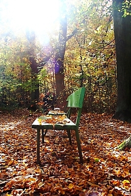 포토 JPG 해외이미지 나무 공원 잎 벤치 오렌지 사람없음 초록색 노란색 가을 황금 숲 11월 10월 해외202004 해외포토 식물 계절 공공시설 컬러 의자 과일 날짜 파일형식 이미지허브