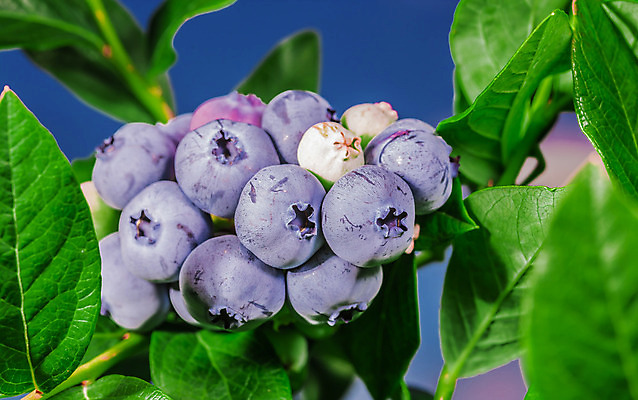 포토 JPG 해외이미지 계절 열매 백그라운드 잎 과일 재료 자연 건강 사람없음 초록색 여름 파란색 컬러풀 놀람 가을 신선 달콤 맛 즐거움 상쾌 유기농 질감 블루베리 베리 내추럴 감탄 고립 숙성 우수 전용 특별함 환상 해외202004 영광군 해외포토 식물 웰빙 감정 컬러 컨셉 표정 전라남도 절기 생태계 파일형식 이미지허브